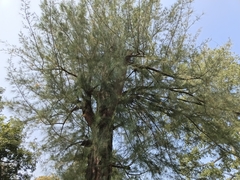 Casuarina equisetifolia