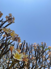Plumeria rubra