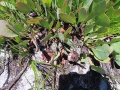 Protea acaulos