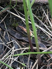 Thelymitra pallidifructus