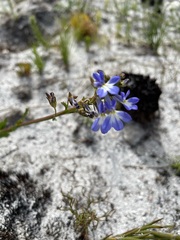 Lobelia comosa