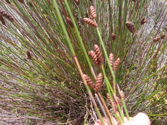 Nevillea obtusissima