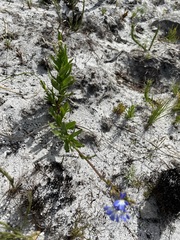 Lobelia comosa