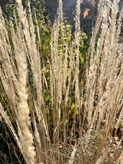 Sorghastrum nutans