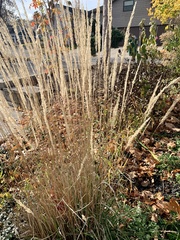 Sorghastrum nutans