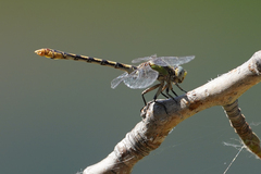 Ophiogomphus occidentis