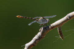 Ophiogomphus occidentis