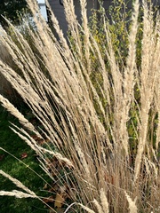 Sorghastrum nutans