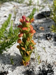 Disa pygmaea
