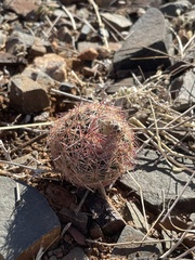 Echinomastus intertextus