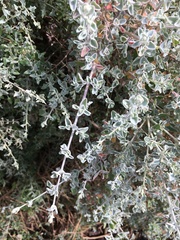 Chenopodium parabolicum