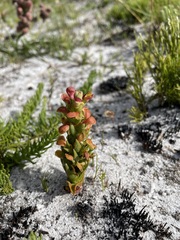 Disa pygmaea