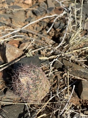 Echinomastus intertextus