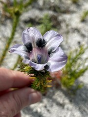 Roella maculata