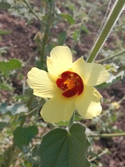 Hibiscus calyphyllus