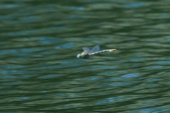 Ophiogomphus occidentis