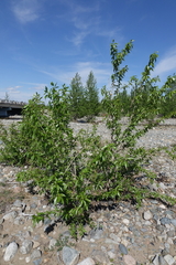 Populus laurifolia