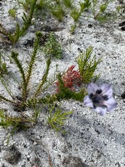 Roella maculata