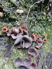 Auricularia cornea