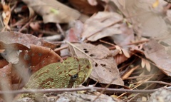 Crotalus basiliscus
