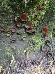 Auricularia cornea