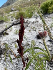 Disa atrorubens
