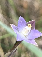 Thelymitra pallidifructus
