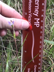 Thelymitra pallidifructus