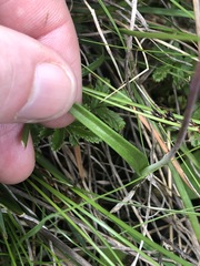 Thelymitra pallidifructus
