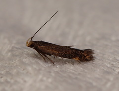 Aproaerema isoscelixantha