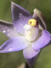 Thelymitra pallidifructus