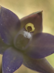Thelymitra pallidifructus