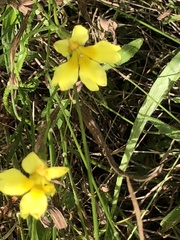 Goodenia pinnatifida