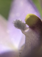 Thelymitra pallidifructus