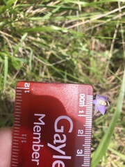 Thelymitra pallidifructus
