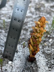 Disa pygmaea