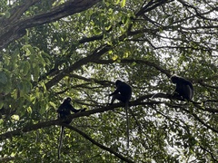 Trachypithecus obscurus