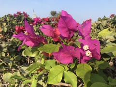 Bougainvillea spectabilis