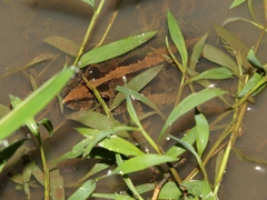 Fejervarya cancrivora