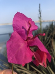 Bougainvillea spectabilis