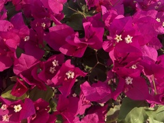 Bougainvillea spectabilis