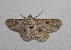 Ascotis reciprocaria