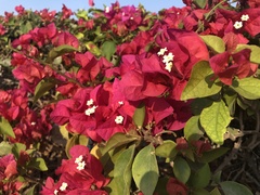 Bougainvillea spectabilis