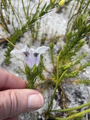 Roella maculata