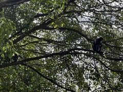 Trachypithecus obscurus