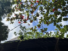 Trachypithecus obscurus