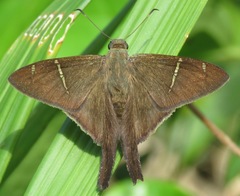 Spicauda teleus