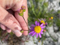 Senecio umbellatus