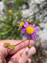 Senecio umbellatus