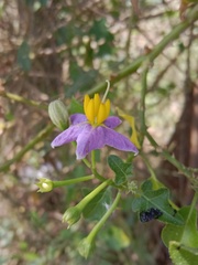 Solanum trilobatum